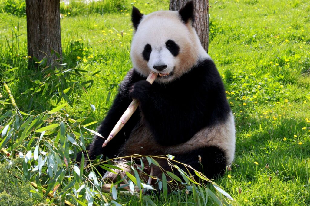 O femelă de panda uriaş de la grădina zoologică din Berlin va naște gemeni