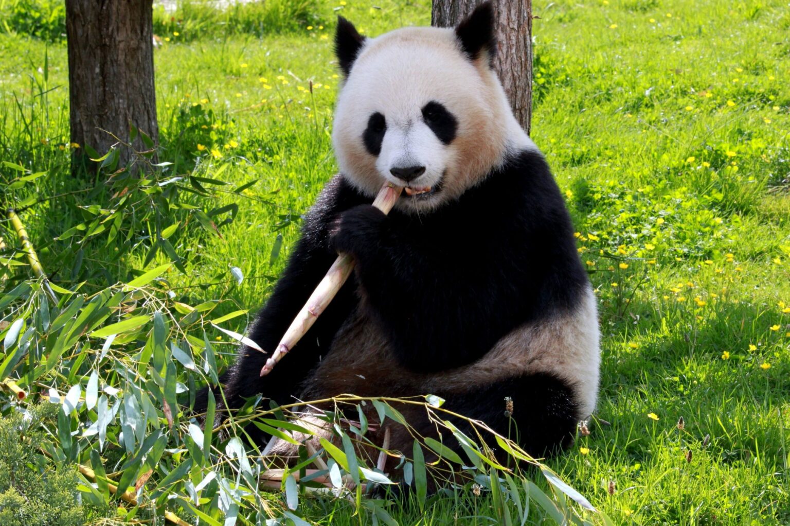 O femelă de panda uriaş de la grădina zoologică din Berlin va naște gemeni