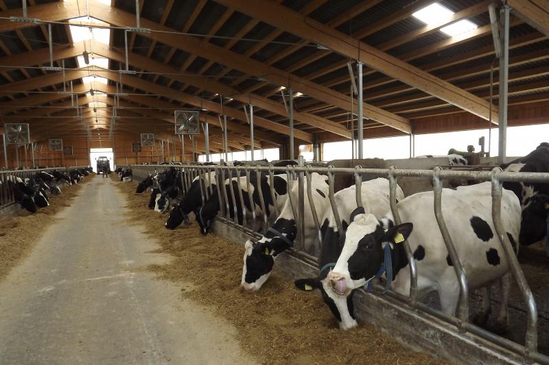 Veste bună pentru crescătorii de animale! APIA virează peste 55 de milioane de lei