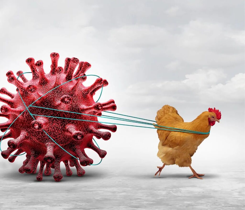 Gripa aviară a revenit în România