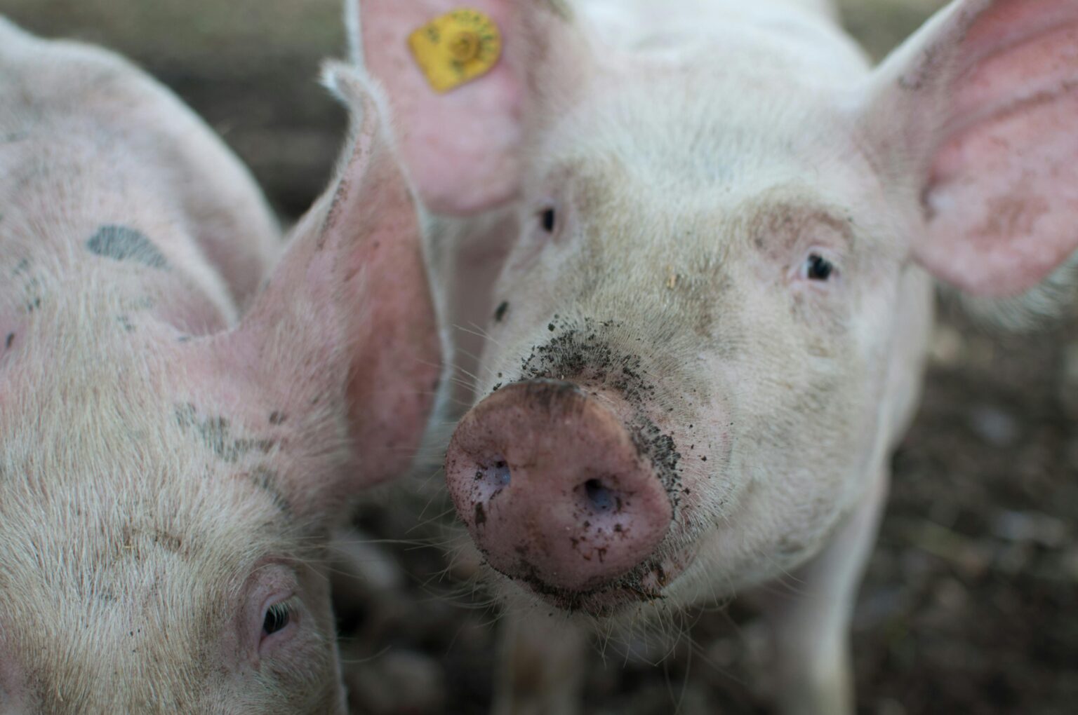 România importă 80% din carnea de porc